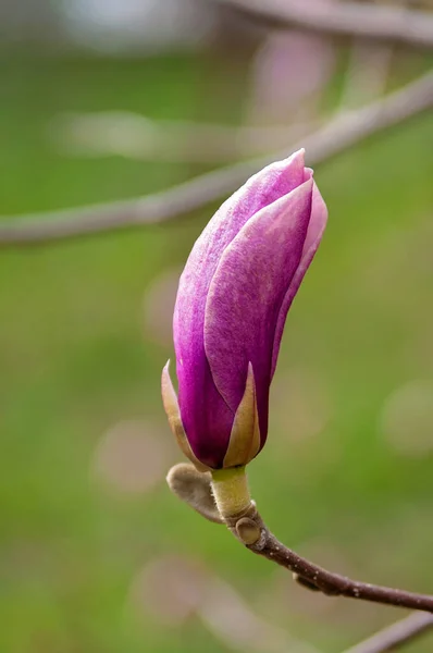 Brote Flor Magnolia Rosa Una Rama Árbol Floración Primavera Primer — Foto de Stock