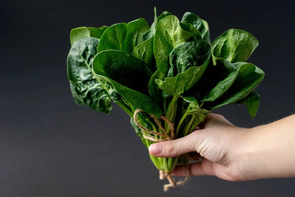 Begreppet Ren Mat Ett Gäng Blad Färska Ekologiska Spenat Greener — Stockfoto