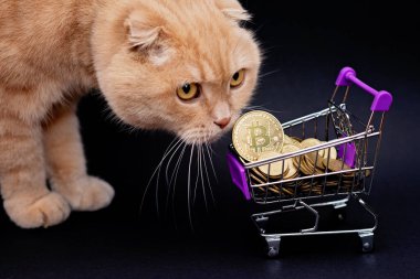 Alışveriş arabasında Bitcoin sikkeler ve bir İskoç kedisi. Sanal kripto para birimi satın alma kavramı. Siyah arka plan. Bitcoin madenciliği, online iş, alışveriş. Boşluğu kopyala