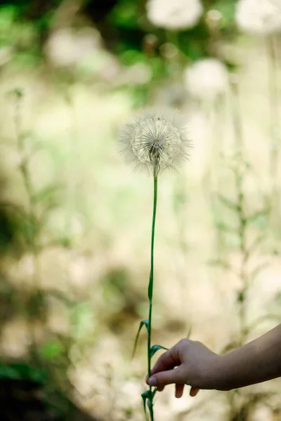 Grote Witte Pluizige Zachte Paardebloem Een Hand Een Groene Zomerse — Stockfoto