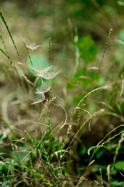 Fondo Abstracto Flores Diente León Primer Plano Gran Diente León — Foto de Stock