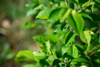 Küçük kırmızı bir uğur böceği güneşli bir bahar gününde bir ağacın yeşil yaprağında sürünür. Böcekler. Yumuşak seçici odak.