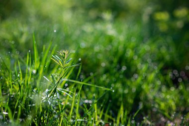 Güneşli bir sabahta yeşil çimlerin üzerindeki çiy damlaları. Doğal çiçek dokusu arka planı. Seçici odaklanma, yüzeysel alan derinliği. Çok güzel doğal bir bokeh. Doğanın saflığı ve tazeliği