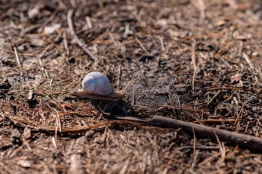Bir bahçe salyangozu yumuşak orman toprağında sürünür. Helix Pomatia, Roma salyangozu, Burgundy salyangozu, yenilebilir salyangoz ya da salyangoz olarak bilinir. Yumuşak seçici odak.