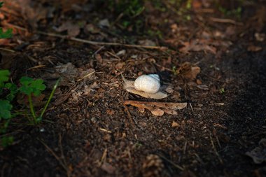Bir bahçe salyangozu yumuşak orman toprağında sürünür. Helix Pomatia, Roma salyangozu, Burgundy salyangozu, yenilebilir salyangoz ya da salyangoz olarak bilinir. Yumuşak seçici odak.