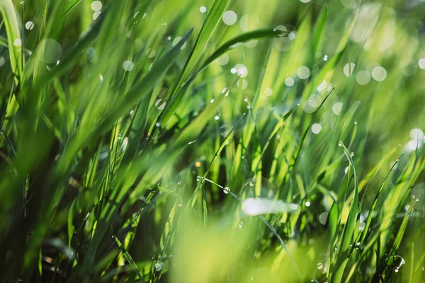 阳光灿烂的早晨 绿草上滴着露珠 自然的植物纹理背景 选择性聚焦 浅层深度场 美丽的天然Bokeh 大自然的纯洁与新鲜 — 图库照片