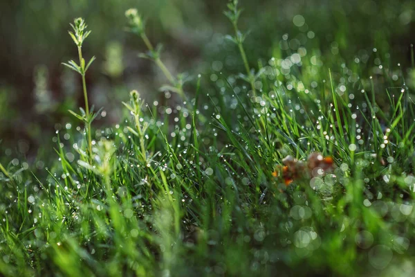 Harmatcseppek Zöld Füvön Egy Napos Reggelen Természetes Virágos Textúra Háttér — Stock Fotó