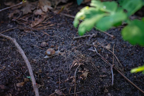 Садовая Улитка Ползает Мягкой Лесной Почве Helix Pomatia Распространённые Названия — стоковое фото