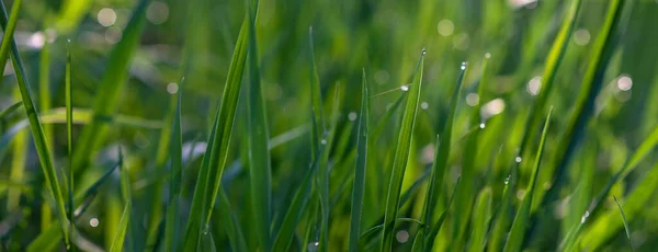 Krople Rosy Zielonej Trawie Słoneczny Poranek Naturalne Kwiatowe Tło Tekstury — Zdjęcie stockowe