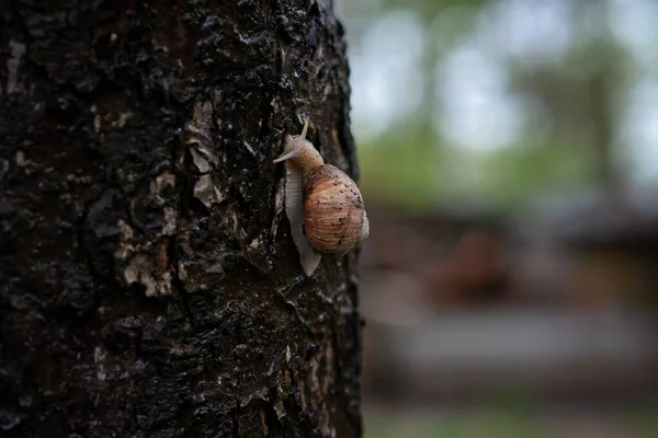 在雨中树皮上的花园蜗牛 俗称罗马蜗牛 勃艮第蜗牛 可食蜗牛或埃斯卡里特 软性选择性重点 — 图库照片