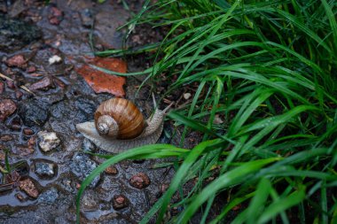 Bahçe salyangozu taştan bir yolda sürünür. Helix Pomatia, Roma, Burgonya salyangozu, yenilebilir salyangoz. Yumuşak seçici odak.