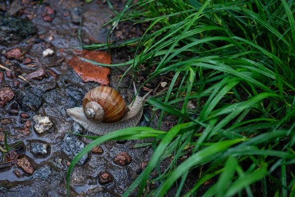花园蜗牛在石路上爬行 俗称罗马人 勃艮第蜗牛 可食的鳗鱼 软性选择性重点 — 图库照片