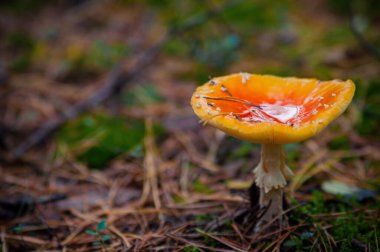 Güzel kırmızı tarımsal mantar. Çimenlikteki mantar. Amanita muscaria. Zehirli mantar.