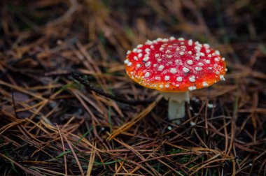 Güzel kırmızı tarımsal mantar. Çimenlikteki mantar. Amanita muscaria. Zehirli mantar.