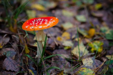 Güzel kırmızı tarımsal mantar. Çimenlikteki mantar. Amanita muscaria. Zehirli mantar.