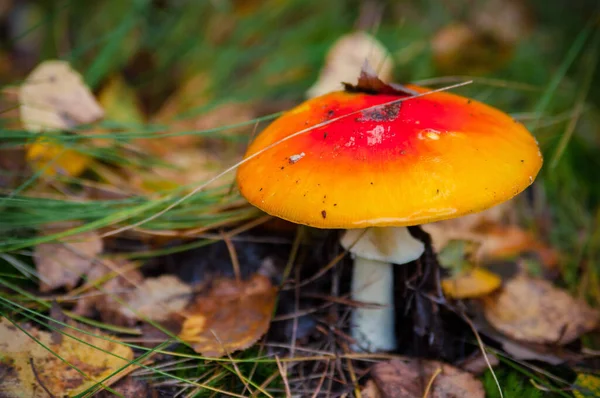 Cogumelo Agárico Vermelho Bonito Banquinho Relva Amanita Muscaria Cogumelo Tóxico — Fotografia de Stock