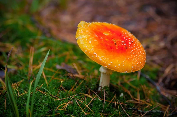 Cogumelo Agárico Vermelho Bonito Banquinho Relva Amanita Muscaria Cogumelo Tóxico — Fotografia de Stock