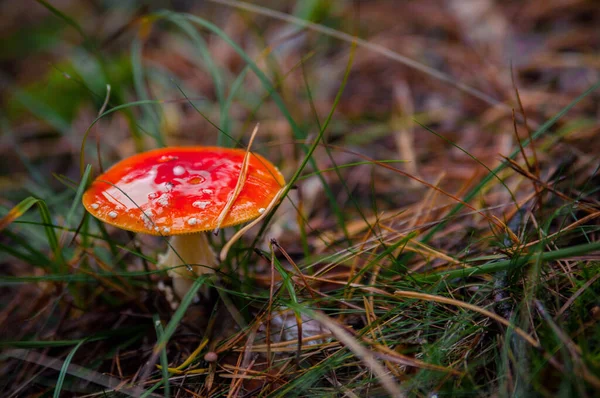 Krásná Červená Agarická Houba Muchomůrka Trávě Amanita Muscaria Toxické Houby — Stock fotografie