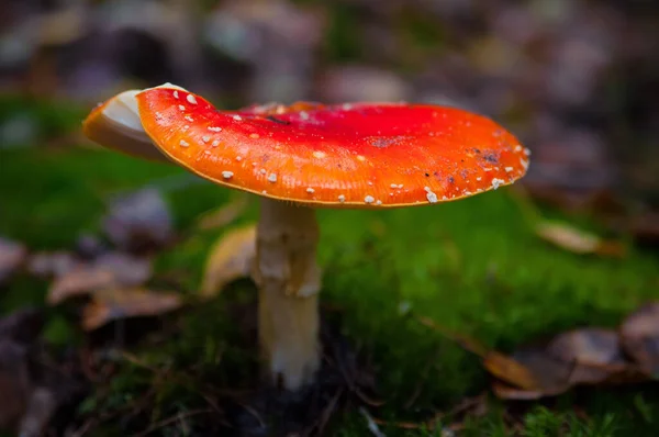 Hermoso Hongo Rojo Agárico Taburete Sapo Hierba Amanita Muscaria Seta — Foto de Stock