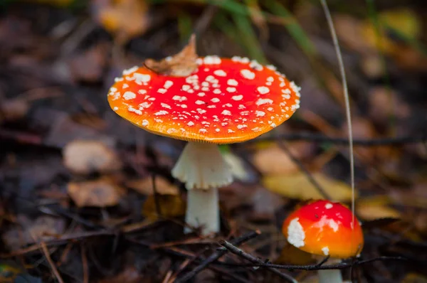 Cogumelo Agárico Vermelho Bonito Banquinho Relva Amanita Muscaria Cogumelo Tóxico — Fotografia de Stock