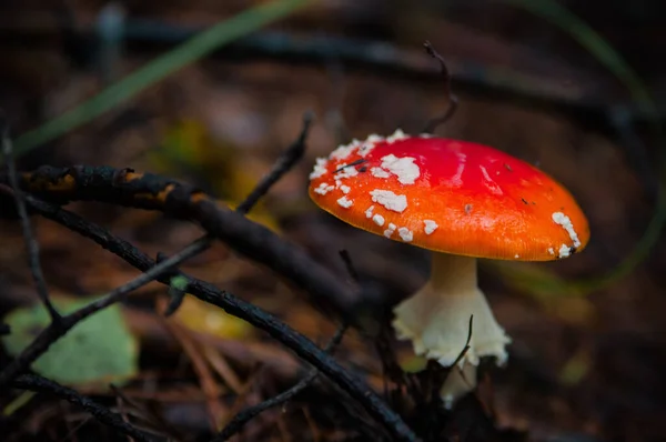 Cogumelo Agárico Vermelho Bonito Banquinho Relva Amanita Muscaria Cogumelo Tóxico — Fotografia de Stock