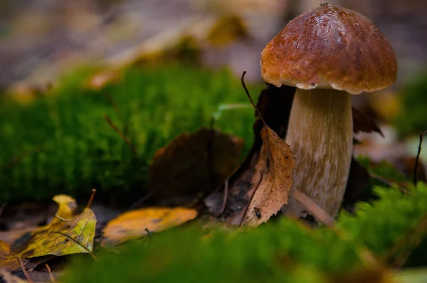 Belos Cogumelos Comestíveis Frescos Cogumelos Porcini Prado Verde Brilhante Floresta — Fotografia de Stock