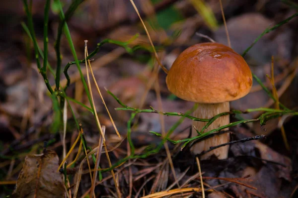 美しい新鮮な食用キノコ 秋の森の明るい緑の牧草地でポルチーニキノコ — ストック写真