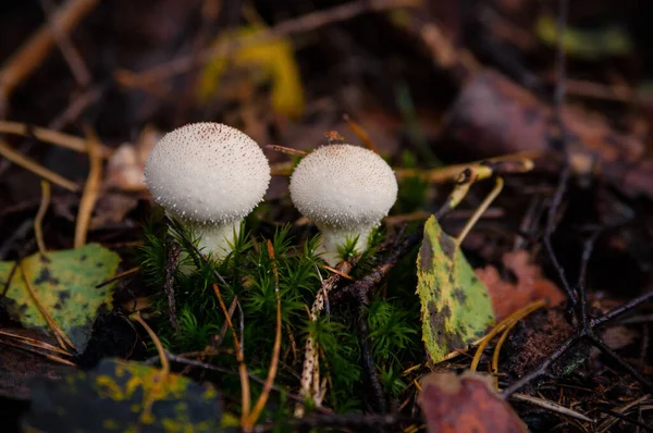 Hongo Globo Latín Calvatia Excipuliformis Creciendo Bosque Suelo Húmedo Entre — Foto de Stock