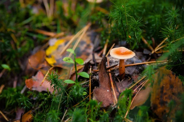 Cogumelos Perigosos Close Crescendo Uma Árvore Caída Floresta — Fotografia de Stock