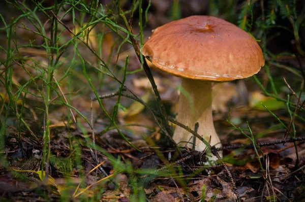 Prachtige Verse Eetbare Champignons Porcini Champignons Een Heldergroene Weide Het — Stockfoto