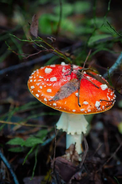 美しい赤アガリキノコ 草の中のトイレ アマニタ ムスカリア 有毒キノコ — ストック写真