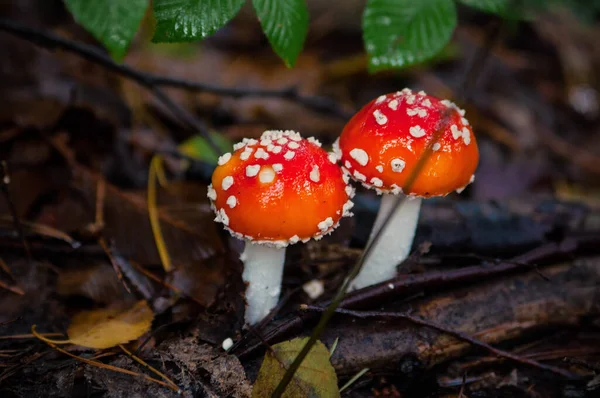 Prachtige Rode Agaric Paddestoel Paddestoel Het Gras Amanita Muscaria Giftige — Stockfoto