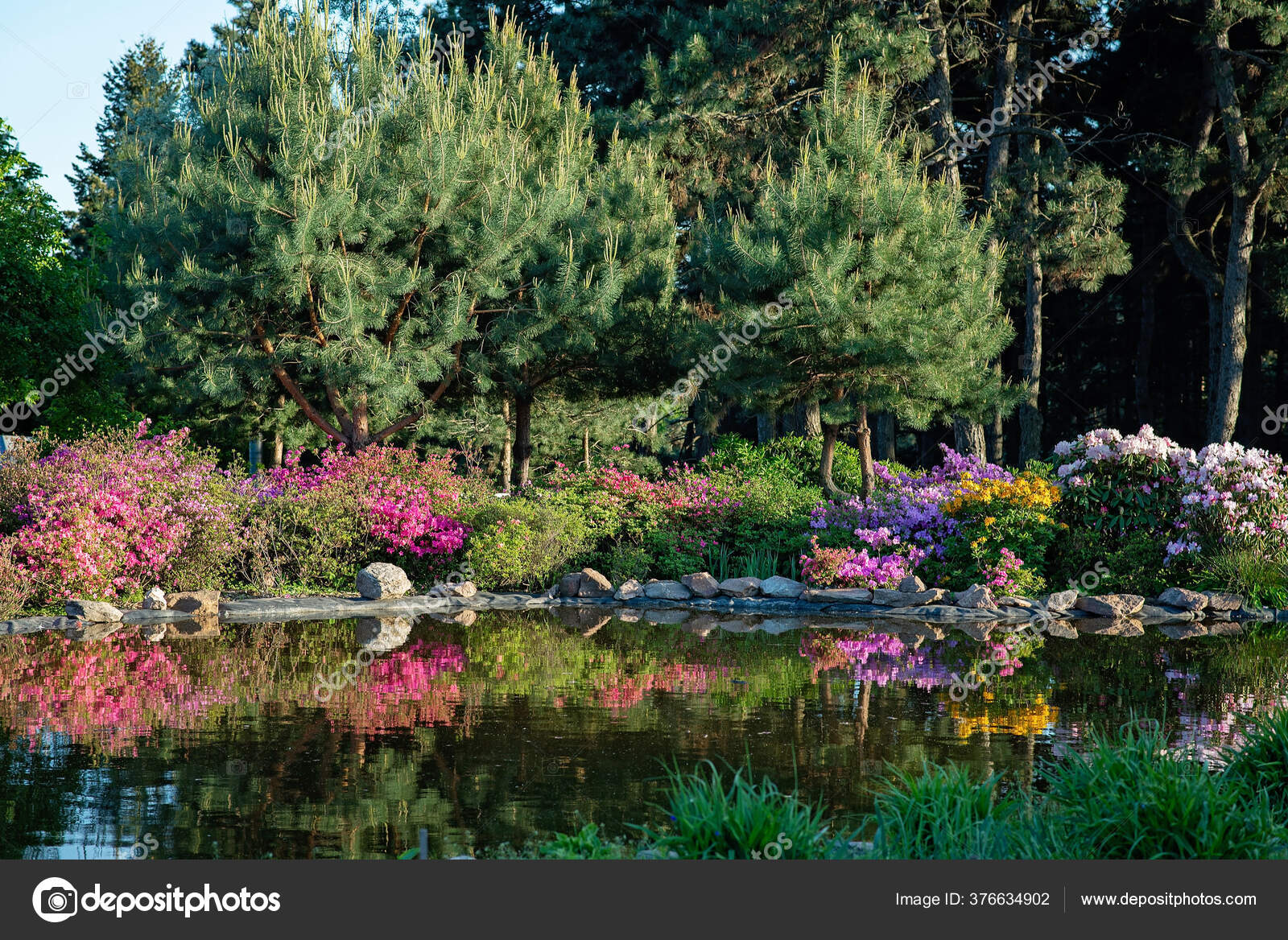 Beautiful Pond Flowering Bushes Conifer Trees Garden Concept