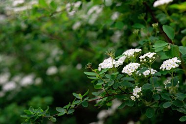 Çiçekli yeşil çalı Spiraea nipponica kar tepeciği baharda beyaz çiçeklerle. Çiçek dokusu. Yumuşak seçici odak.