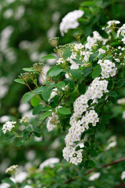 Çiçekli yeşil çalı Spiraea nipponica kar tepeciği baharda beyaz çiçeklerle. Çiçek dokusu. Yumuşak seçici odak.