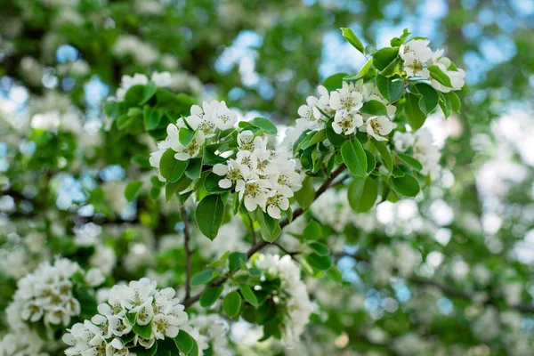 Tavasszal Virágzik Körtefa Virágos Textúra Puha Szelektív Fókusz — Stock Fotó