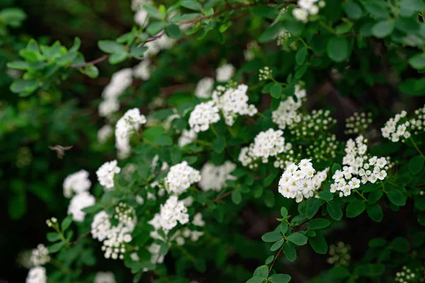 Kvetoucí Zelený Keř Spiraea Nipponica Snowmound Bílými Květy Jaře Květinová — Stock fotografie