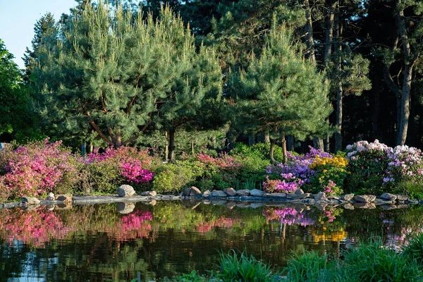 Bellissimo Stagno Tra Cespugli Fioriti Conifere Giardino Concetto Progettazione Naturale — Foto Stock