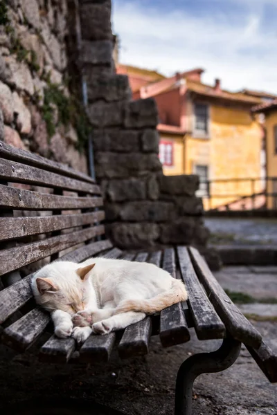 A little sleepy cat in the middle of Porto, Portugal