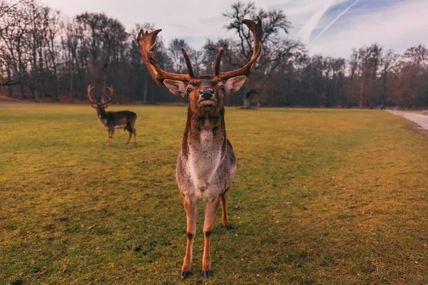 Cervos Rasos Seu Recinto Natural Castelo Blatna Tchecoslováquia — Fotografia de Stock