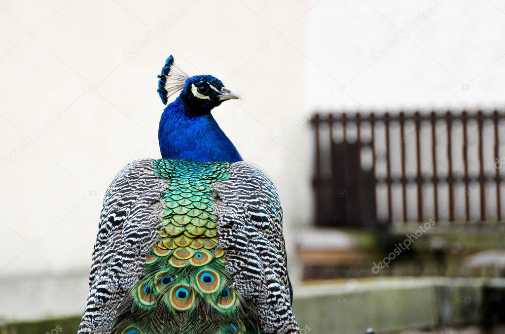 A noble-looking peacock in the castle