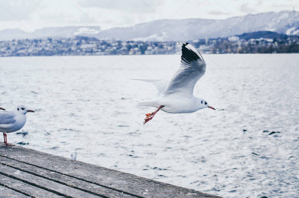 Flying seagull on the shore of Zurich, Switzerland