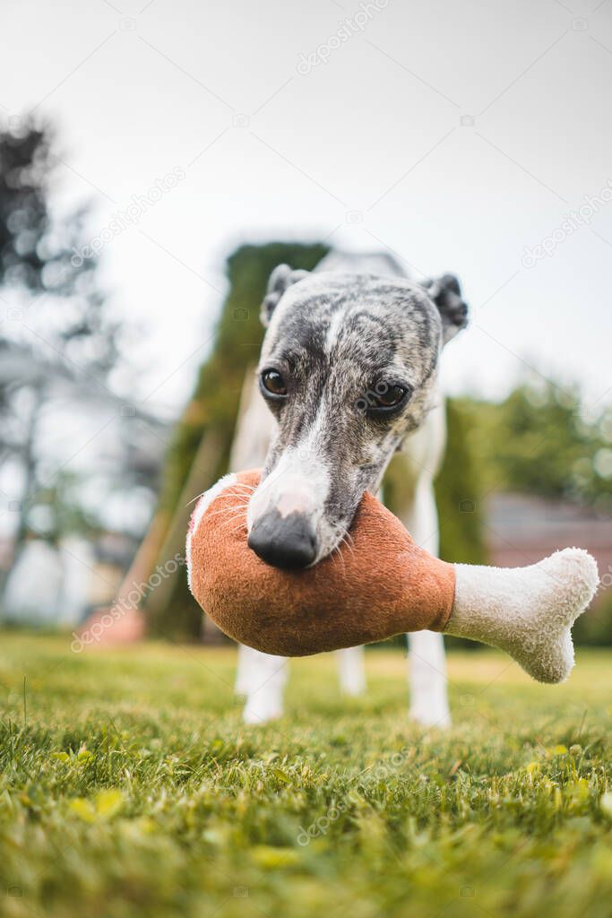 Little whippet with his toy