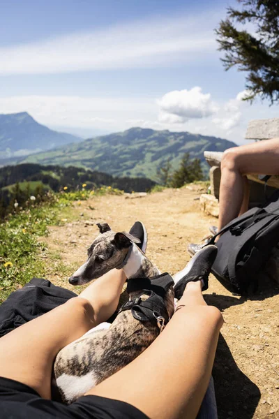İsviçre dağlarında zorlu bir yürüyüşten sonra ayakta dinlenen bir köpek.