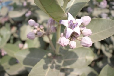 Dev kalotrop çiçeği.