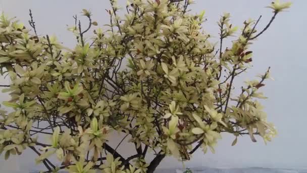 Yaşındaki Bonsai — Stok video