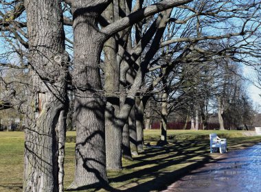 Güneşli bir baharın ilk günlerinde Parktaki ağaçlar ve gölgeleri.