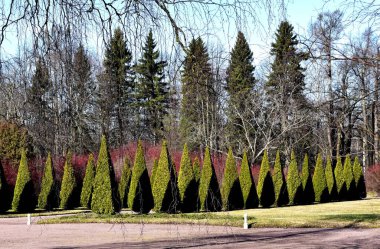 Parktaki çimenler kozalaklı bitkilerle dolu çalılar şeklinde ekilir. Güneşli bir gün, arkasında uzun köknar ağaçları olan iki sıra thuja..