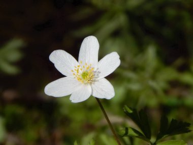 Yeşil arkaplanda beyaz Anemone çiçeği yakın plan
