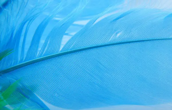 Háttér Textúra Egy Kék Madár Toll Közelkép — Stock Fotó